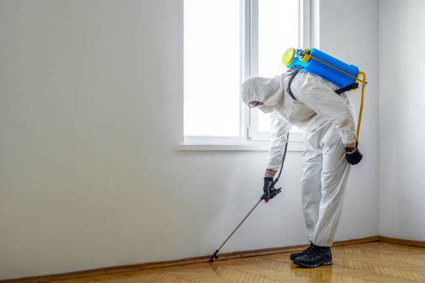 Best Termite Control Services  in Dover, AR