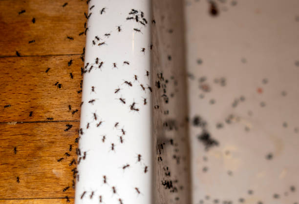 Best Bed Bug Extermination  in Dover, AR