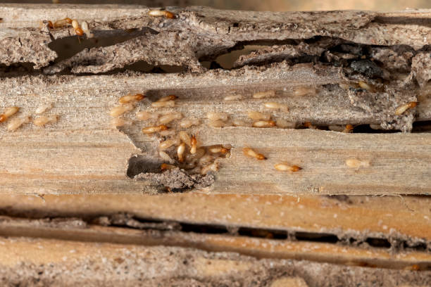 Best Flea Control Services  in Dover, AR