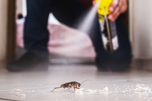 Best Insect Control  in Dover, AR